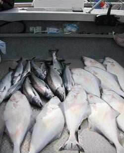 halibut catch