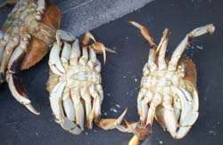 Port Renfrew Dungeness Crabs